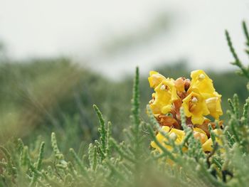 Close-up of yellow flowers blooming on field