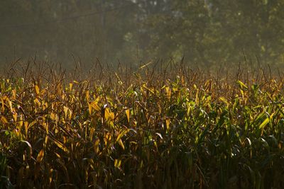 Plants growing on field