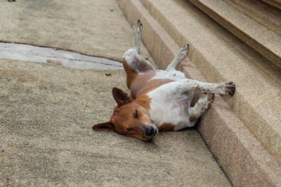 High angle view of a dog sleeping