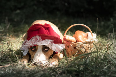 Portrait of dog dressed up as a wolf from red riding hood for halloween