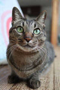 Close-up portrait of tabby cat