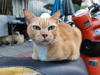 Close-up portrait of a cat