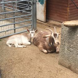 Cats relaxing outdoors