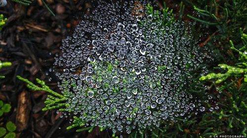 Close-up of mushroom growing on moss