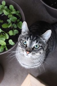 Portrait of cat by plant