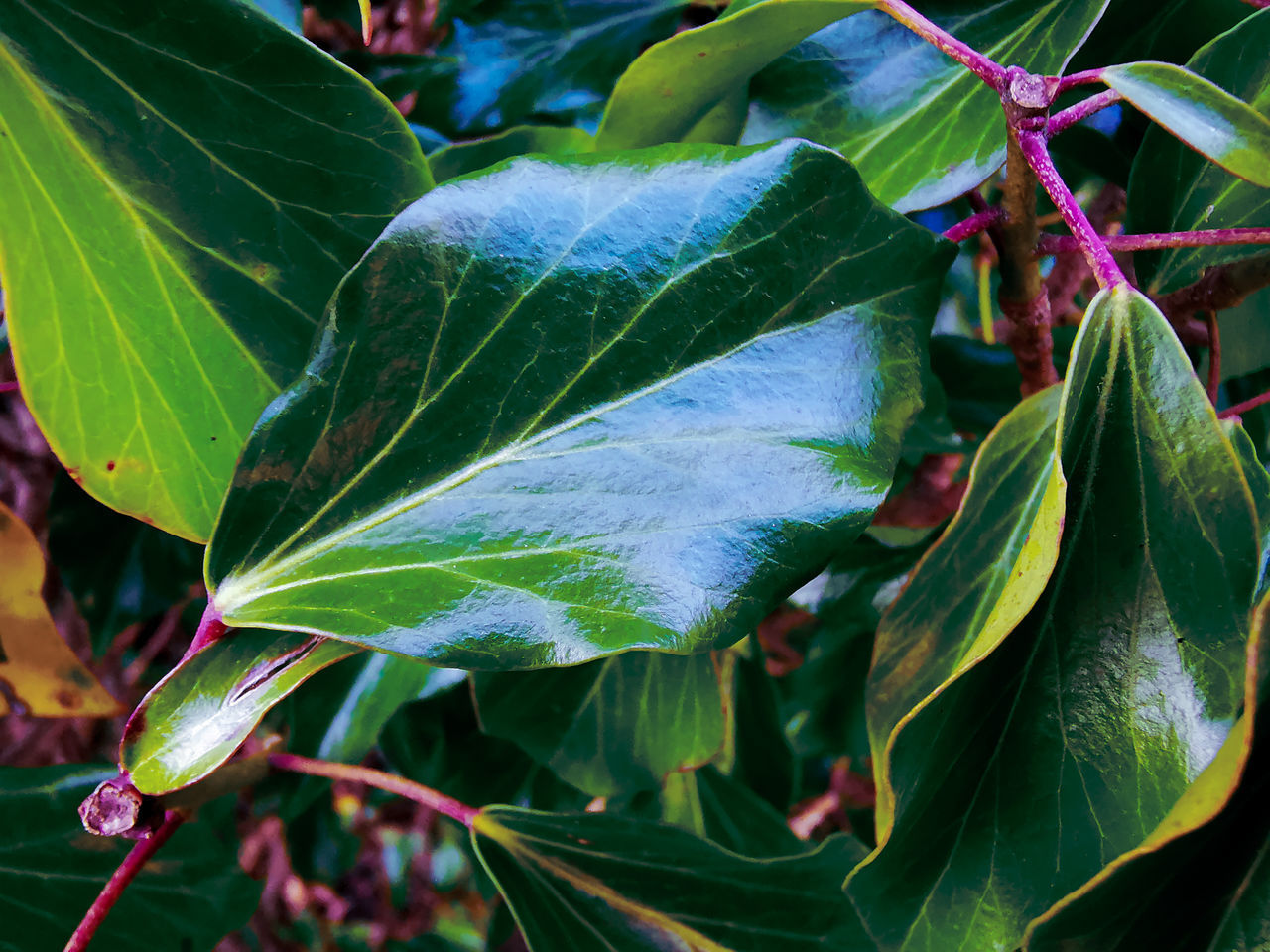 CLOSE-UP OF LEAVES