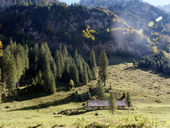 Panoramic view of trees in forest