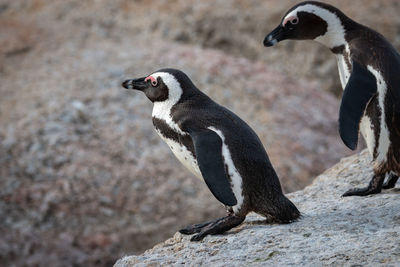 African penguins at seaforth beach colony in cape town, south africa