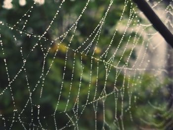 Close-up of water drops on spider web