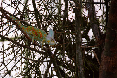 Low angle view of bird perching on bare tree