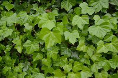 Full frame shot of green leaves