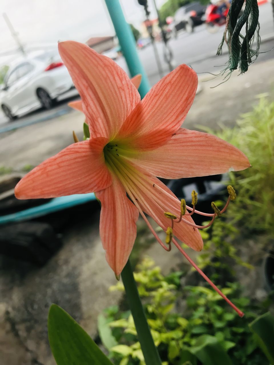 flower, plant, flowering plant, freshness, close-up, beauty in nature, lily, nature, growth, petal, focus on foreground, flower head, fragility, day, no people, leaf, inflorescence, outdoors, pollen, wheel, botany