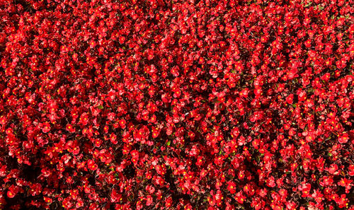 Full frame shot of red flowering plants