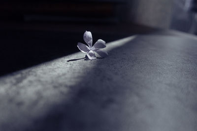 Close-up of white flower on table