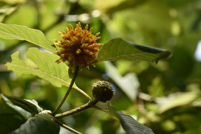 Close-up of flowering plant