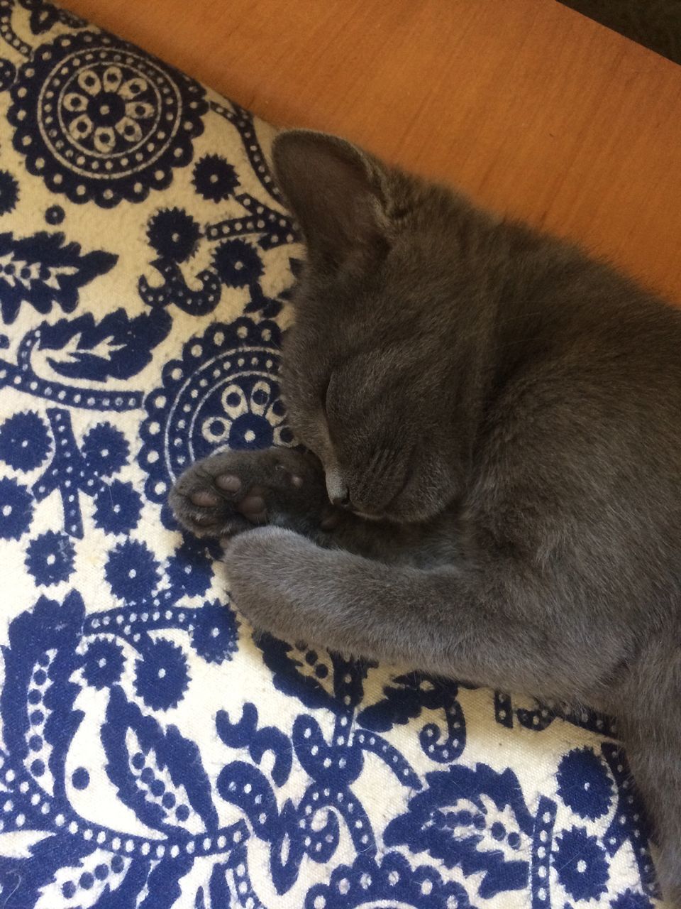 HIGH ANGLE VIEW OF TABBY CAT SLEEPING ON BED