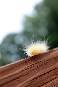 Close-up of insect on wood