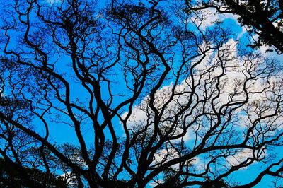 Low angle view of bare trees against blue sky