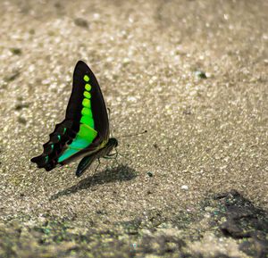 Close-up of butterfly