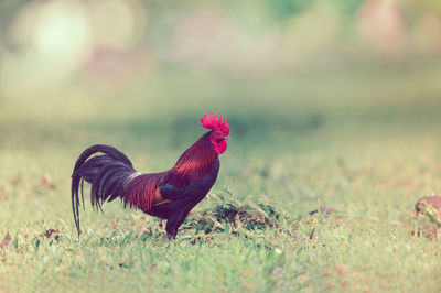 Side view of a bird on field