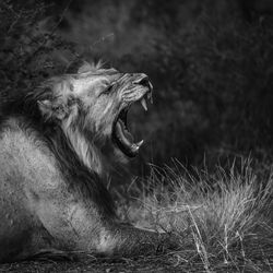 Close-up of a cat yawning