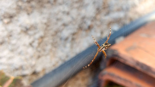 Close-up of a spider