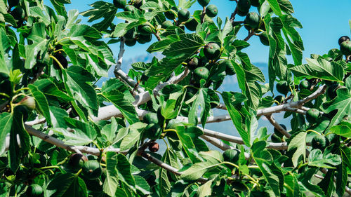 Plants growing on tree