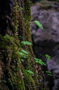 Close-up of moss growing on tree trunk