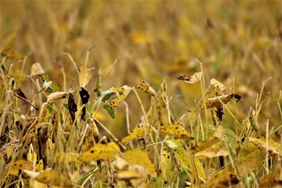 Close-up of yellow flowers on field