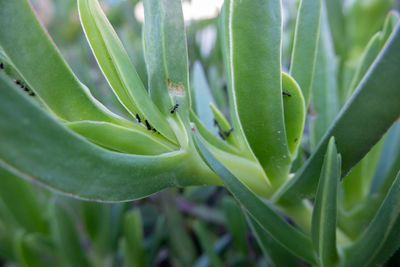 Close-up of succulent plant