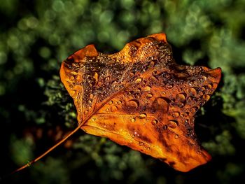 Close-up of dry leaf on wet leaf