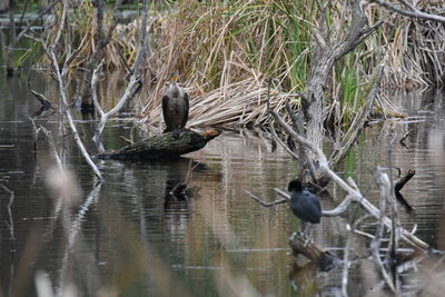 Bird perching on driftwood in lake