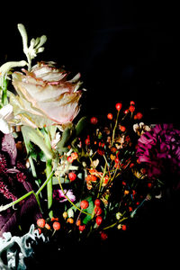 Close-up of red flowers against black background