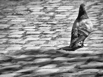 View of a bird perching on snow