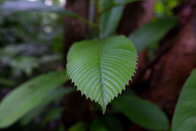 leaf