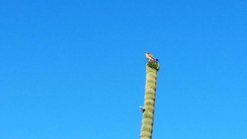 Low angle view of bird against clear blue sky