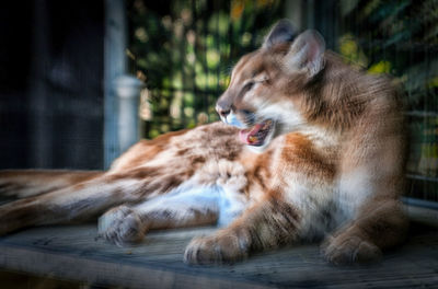 View of a cat lying down
