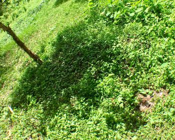 Full frame shot of plants growing on field