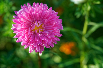 Close-up of pink dahlia flower