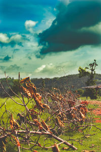 Plants growing on land against sky