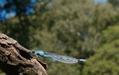 Blue damsel fly basking in the sun close up