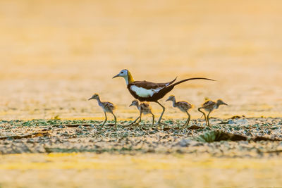View of birds standing on field