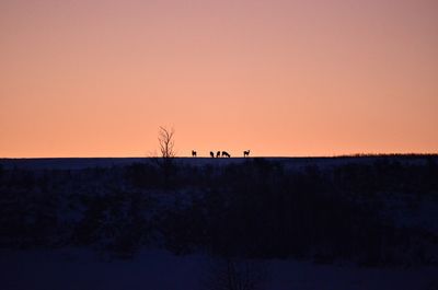 Silhouette birds on landscape against clear sky at sunset