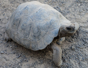 Close-up of tortoise