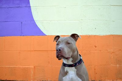 Gorgeous pitbull eyeing the horizon, sitting outdoors, next to colorful wall.