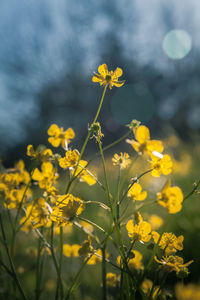 Close-up of yellow flowering plant