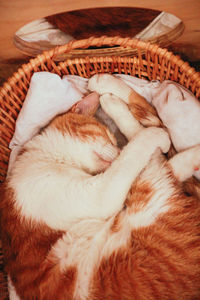 High angle view of cat sleeping in basket