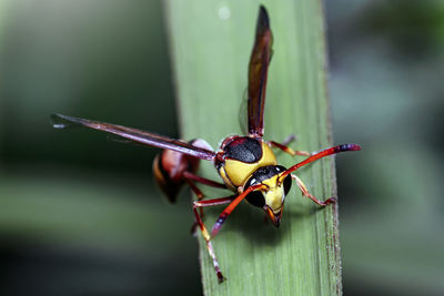 Close-up of wasp on the leaf