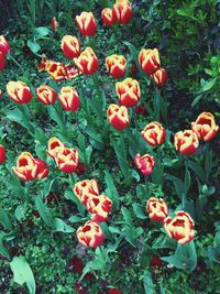 Close-up of red flower blooming in field