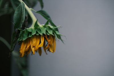 Close-up of wilted flower against white background